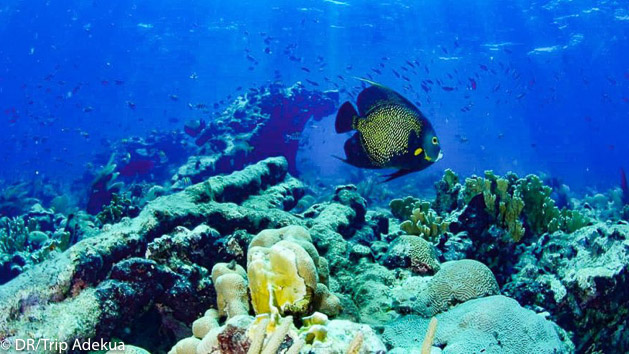 A la découverte des fonds marins du Belize