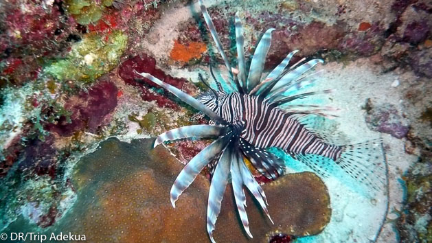 Une croisière plongée de rêve en mer des Caraïbes