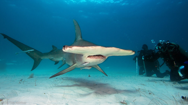 Plongez avec les requins aux Bahamas