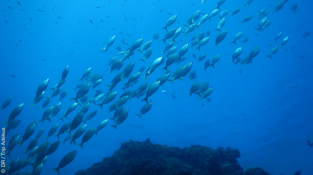 8 plongées dans les eaux de Gran Canaria, des randonnées et de bons repas : un séjour sport et détente parfait !