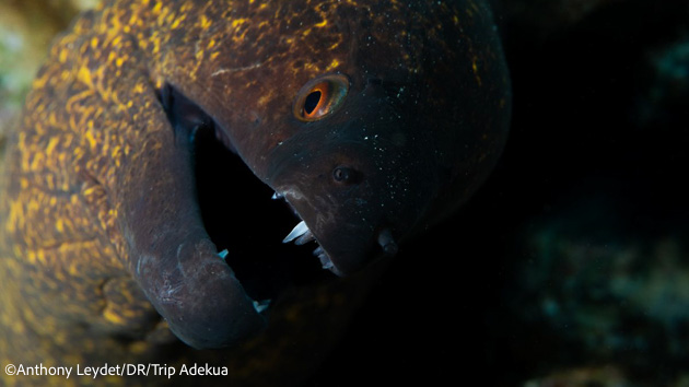 Plongez à la découverte des plus belles espèces de mer Rouge