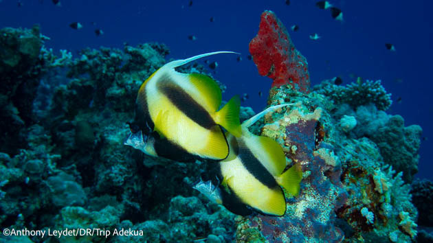 Des immersions inoubliables dans les fonds marins de mer Rouge en Egypte