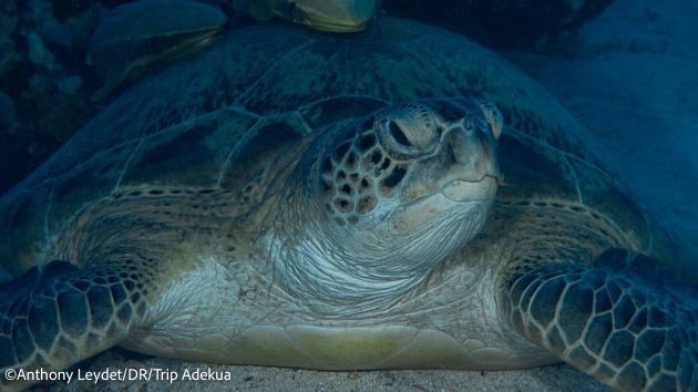 Plongez avec les tortues en mer Rouge