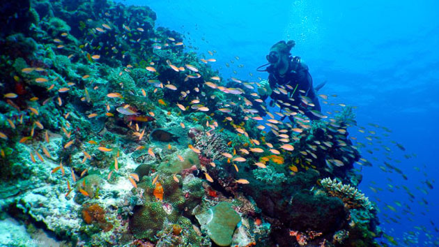 Explorez les plus beaux sites de plongée de Zanzibar sur l'île de Pemba