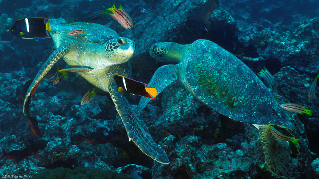 Votre séjour plongée à la découverte des trésors des Galapagos