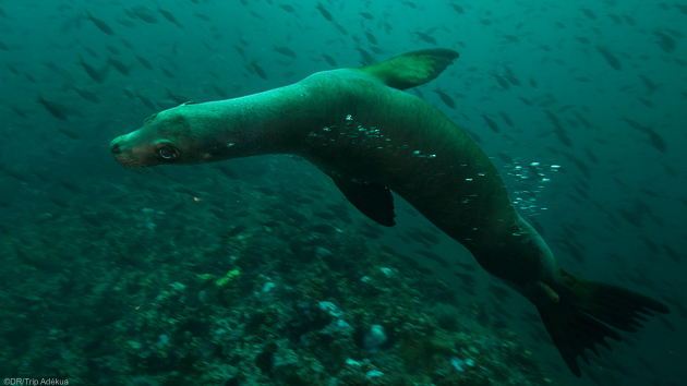 Votre séjour plongée dans les eaux de l'archipel des Galapagos