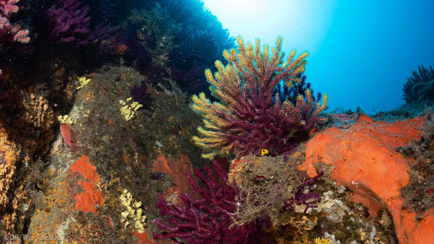 Découvrez les plus beaux sites de plongée de la Côte Vermeille