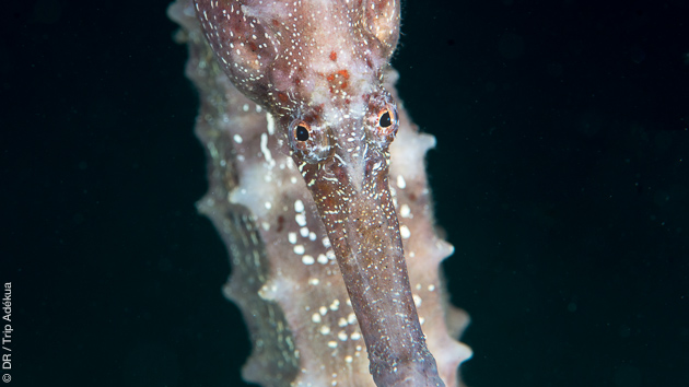 Hippocampes, nudibranches, crevettes... au programme de nos plongées muck dive à Oman