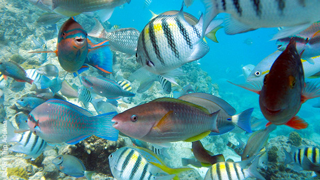 Plongées sur des récifs ou des tombants, selon votre niveaux : vous y verrez une faune sous-marine riche et colorée