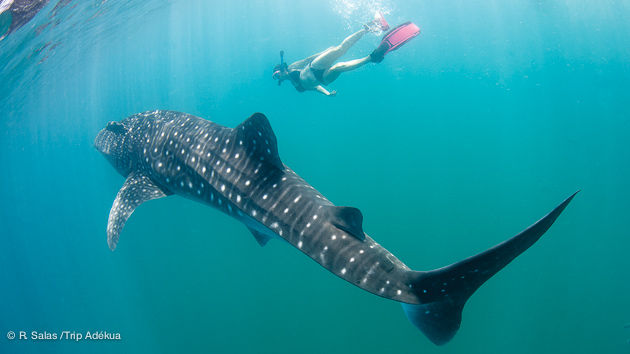Nager et plonger avec les requins baleine en mer de Cortez