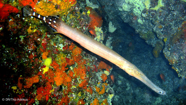 richesse de la faune sous-marine à lanzarote