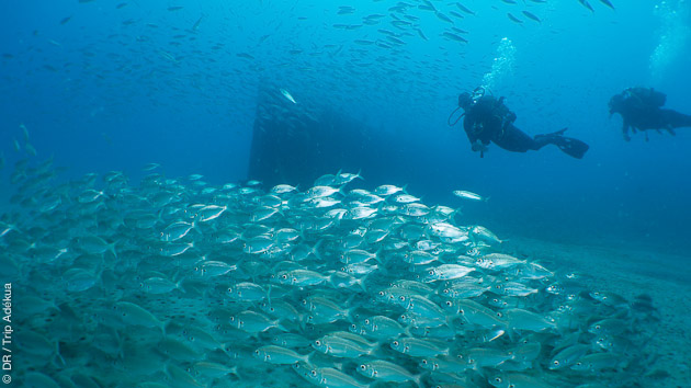 plongée sous-marine aux Canaries