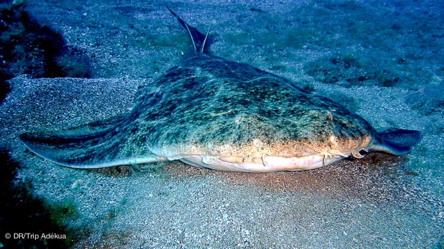 Découvrez les fonds marins de Lanzarote aux Canaries