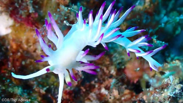 Découvrez les plus belles plongée du Cap Vert