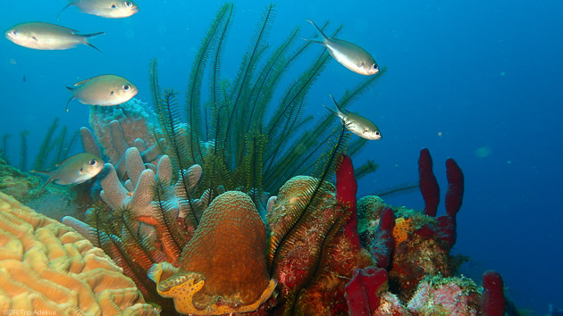 Découvrez les plus beaux fonds marins des Caraïbes