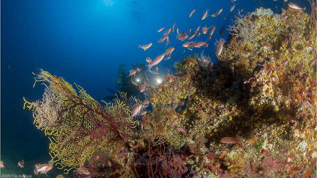 8 plongées de rêve pour découvrir la réserve marine de Tavolara en Sardaigne