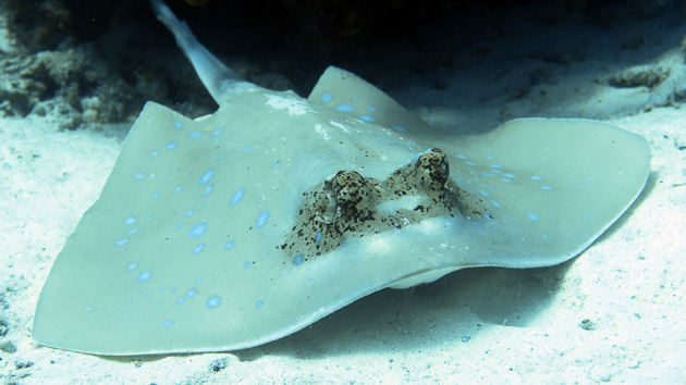 Plongez avec les raies mantas et requins d'Indonésie