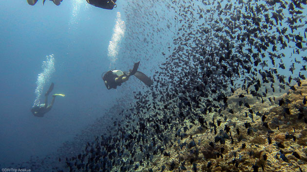 Votre séjours plongée avec 10 immersions à Bira en Indonésie