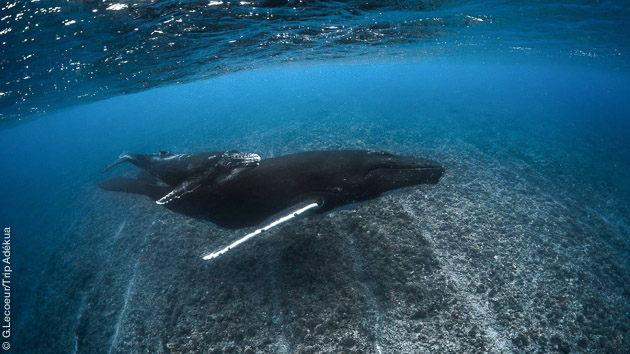 Séjour plongée exceptionnel avec les baleines en Polynésie