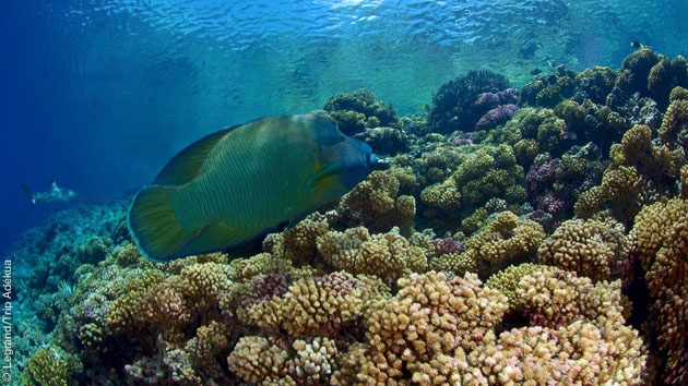 Entre Rangiroa et Fakarava, des rencontres sous marines magiques lors de ce séjour plongée sur les tombants et les passes