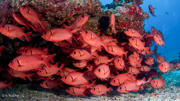 votre voyage plongée à Tahiti en Polynésie commence par une rencontre avec une faune d'une richesse folle