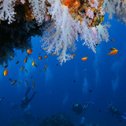 Commentaire de Lydie sur sa croisière plongée aux Maldives avec Sébastien et Trip Adékua