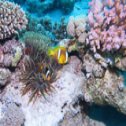 Avis séjour plongée en mer Rouge en Egypte sur un bateau de croisière