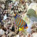 Avis séjour plongée en Egypte en mer Rouge