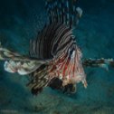 Avis séjour plongée en mer Rouge