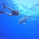 Avis séjour plongée en mer Rouge en Egypte