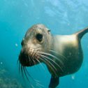 Avis séjour plongée aux Galapagos en Equateur