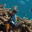 Commentaire de Benjamin sur son séjour plongée à Madagascar avec Tanguy et Trip Adékua