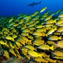 Avis Alexandre voyage plongée à Tahiti avec Mary Anne et Trip Adékua