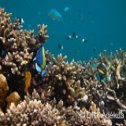 Avis séjour plongée à Nosy Be à Madagascar
