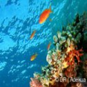 Avis séjour plongée aux Maldives
