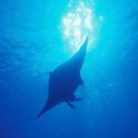 Avis séjour plongée en mer Rouge en Egypte