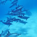 Avis séjour plongée en mer Rouge
