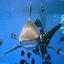 Avis séjour plongée en Egypte en mer Rouge