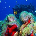 Avis séjour plongée en mer Rouge en Egypte