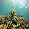 Avis plongée à Dahab en Egypte