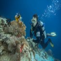 Avis séjour plongée à Pemba sur l'archipel de Zanzibar en Tanzanie