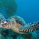 Avis séjour plongée à Madagascar dans l'Océan indien