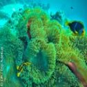 Avis séjour plongée à Tahiti en Polynésie française