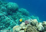 Avis séjour plongée en Egypte