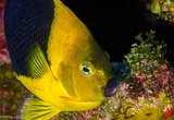 Avis séjour plongée en Guadeloupe