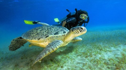 Egypte 21 Croisiere Plongee En Mer Rouge Dans Le Grand Sud Egyptien Avec Dive Trip Adekua