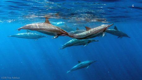 Plongez avec les dauphins à l'île Maurice