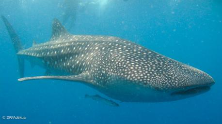 belle rencontre avec un requin baleine pendant votre plongée aux Maldives