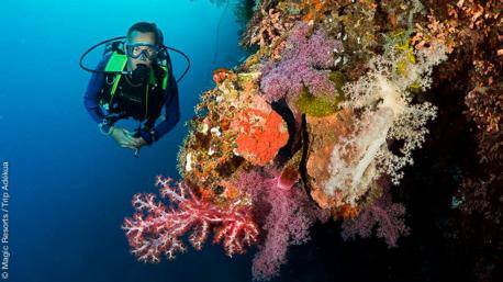 Symphonie de couleurs, calme et sérénité lors de vos plongées sur l'archipel des Visayas