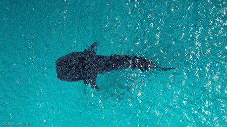 Plongez avec les requins baleines aux Maldives